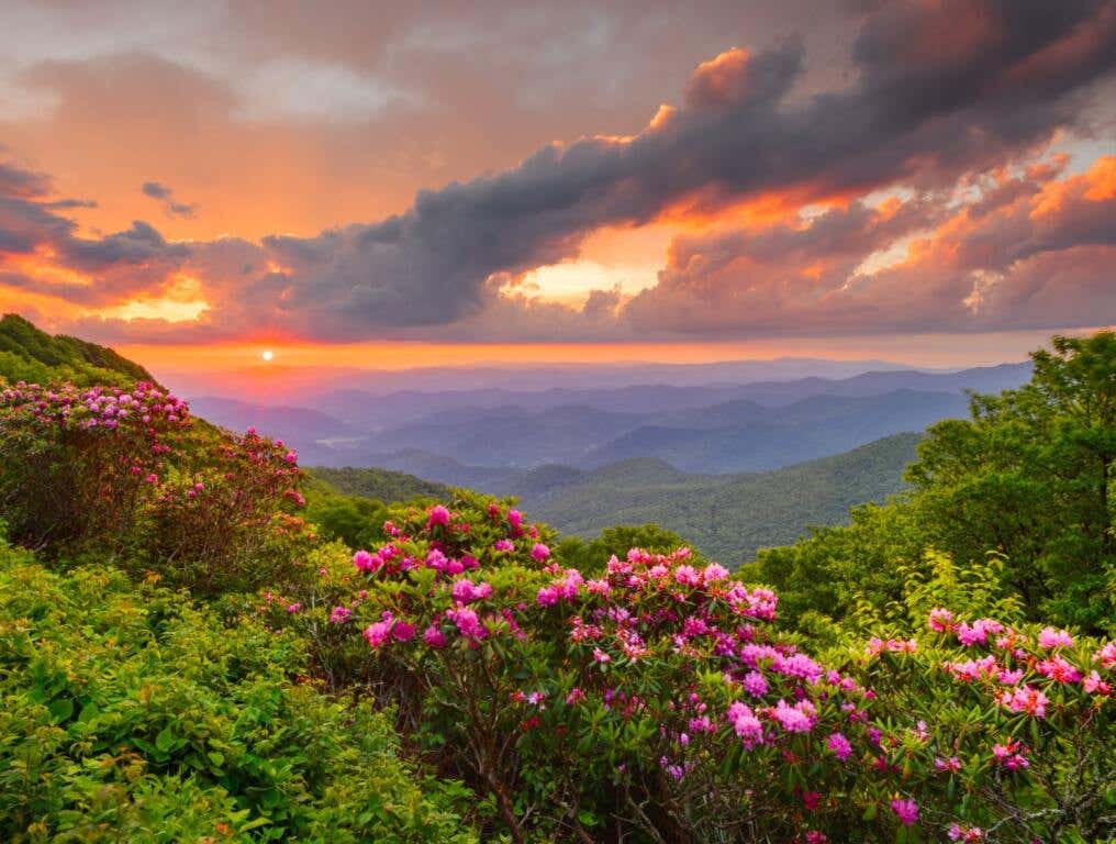 Spring flowers. It's been a brutal 2025 in North Carolina when it comes to weather, and the same is true for much of the country.